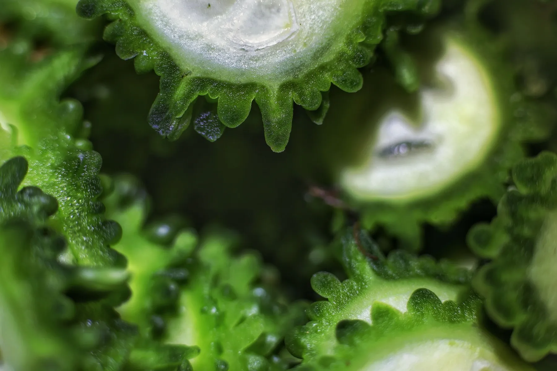 Sliced fresh bitter gourd (ampalaya).